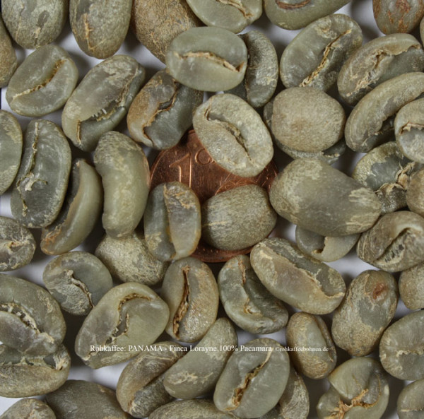 rohkaffee-panama-finca-lorayne-100ig-pacamara-rohkaffeebohnen.de