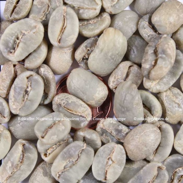 NICARAGUA - Finca Napoleon Tercero Gomez; Maragogype Screen 21 - https://www.rohkaffeebohnen.de/