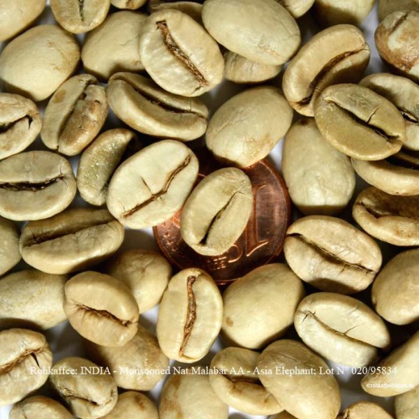 rohkaffee-india-monsooned-nat-malabar-aa-asia-elephant-lot-nr-020-95834-rohkaffeebohnen.de