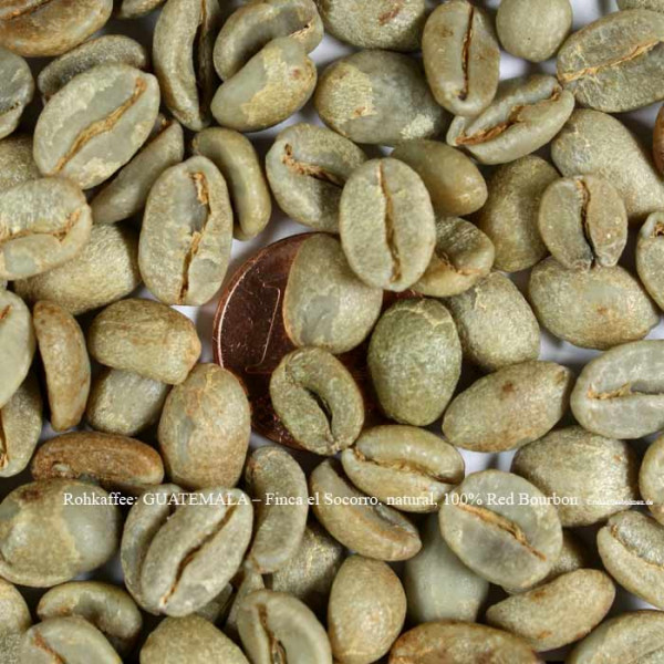 rohkaffee-guatemala-finca-el-socorro-natural-100%-red-bourbon-©rohkaffeebohnen.de