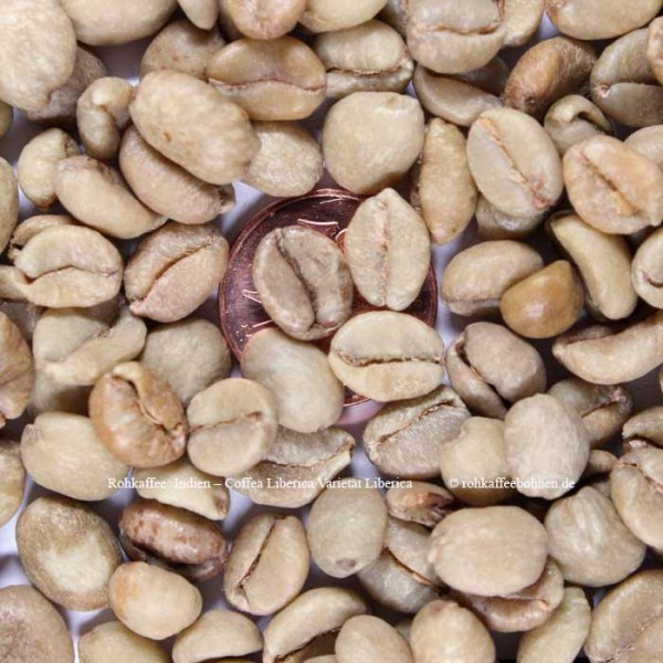 INDIEN - Coffea liberica Varietät Liberica AA18up Microlot