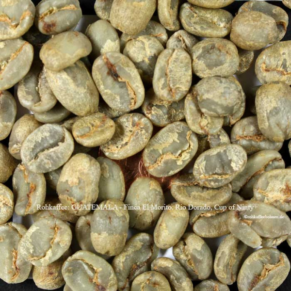 Rohkaffee-Guatemala-Finca-El Morito-Rio-Dorado-Cup-of-Ninty-plus-rohkaffeebohnen.de