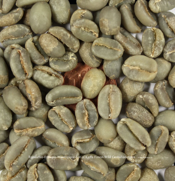rohkaffee-ethiopia-masterpiece-lot-of-kaffa-forest-wild-gesha-varietäten-rohkaffeebohnen.de  