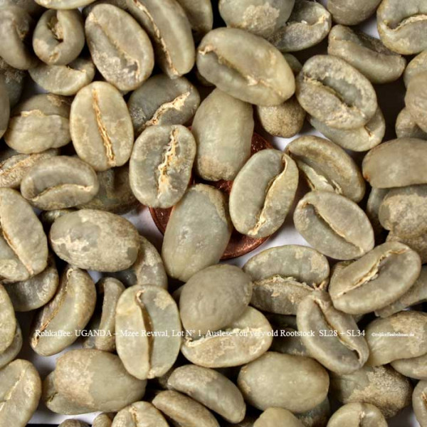 rohkaffee-uganda-mzee-revival-lot-nr1-auslese-very-old-rootstock-sl28-+-sl34-rohkaffeebohnen.de-rohkaffeebohnen.de