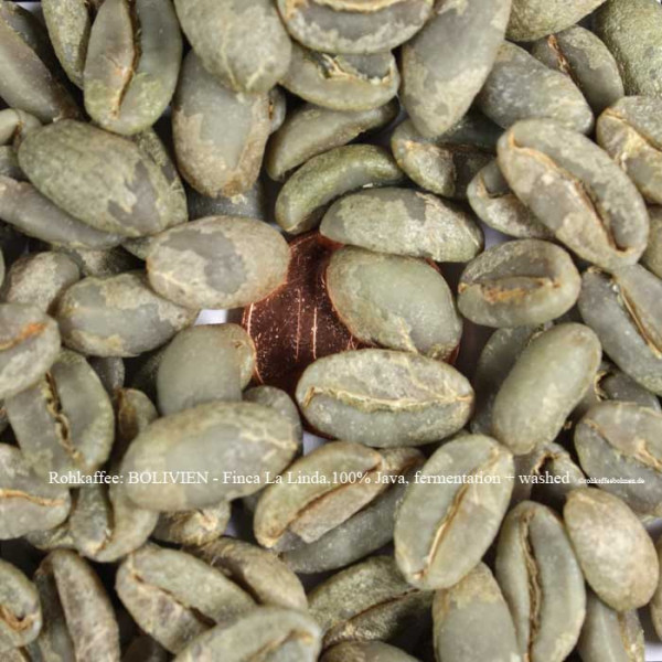 rohkaffee-bolivien-finca-la-linda-100%-java-fermentation-plus-washed-rohkaffeebohnen.de